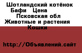 Шотландский котёнок Бафи › Цена ­ 1 000 - Псковская обл. Животные и растения » Кошки   